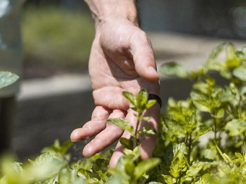 Image showcasing Climate Friendly Estates: 5 Exceptional Eco Homes 2025